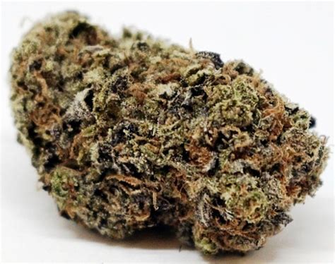 versace strain